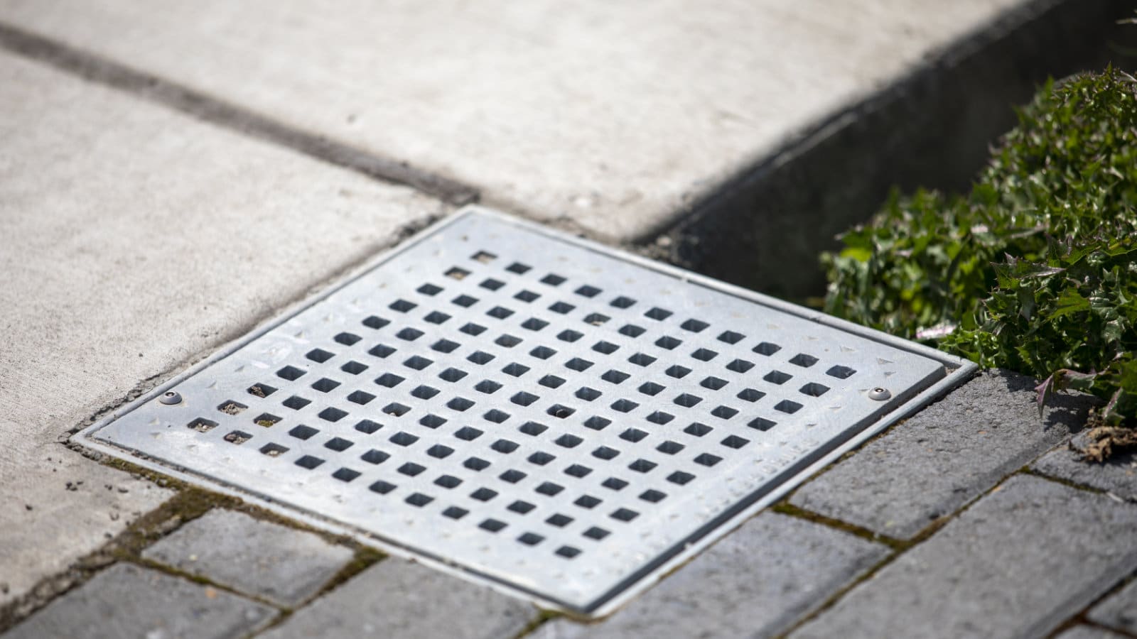Standard ADA Drain Cover